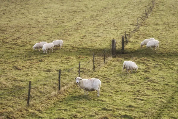Ovce na pastvě v krajině během svítí zářivé zimní svítání — Stock fotografie
