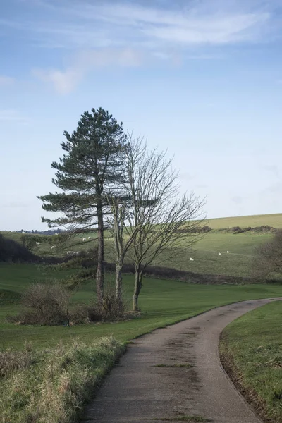 Belle image de paysage dynamique de la ferme et des arbres en hiver su — Photo