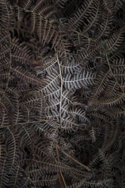 Donmuş fern yaprak amo ayrıntılı makro samimi peyzaj görüntüsü