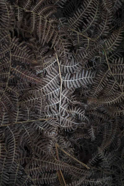 Gambaran lanskap makro intim terrinci dari amo frond terbeku — Stok Foto