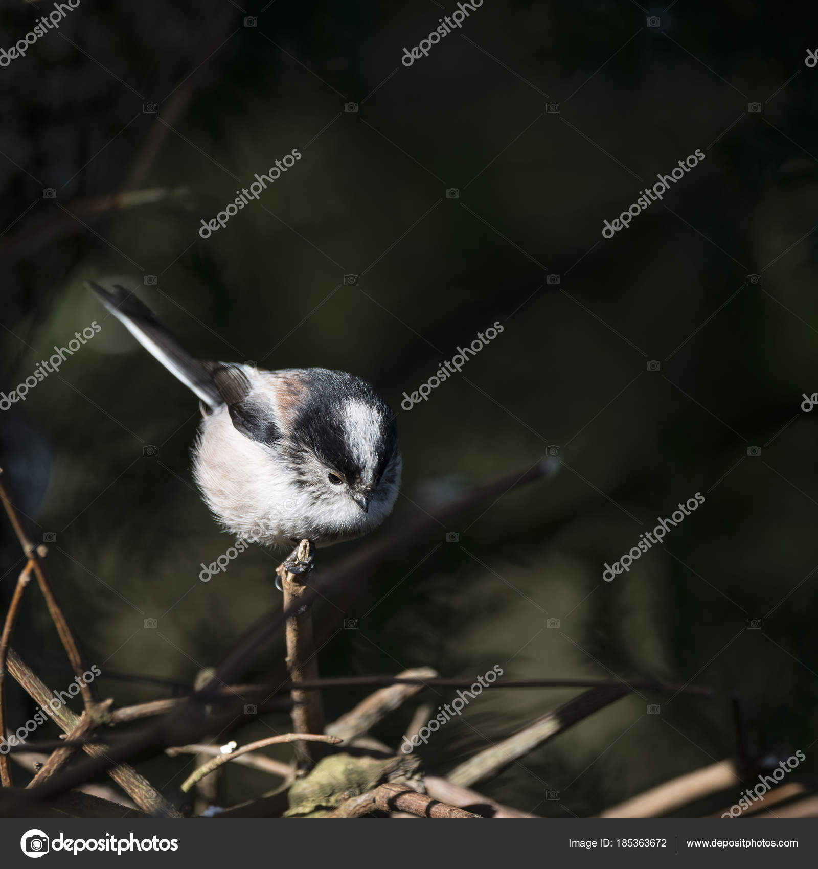 Prostokvashinodan uchtasi multfilmiga asoslangan porno komikslar