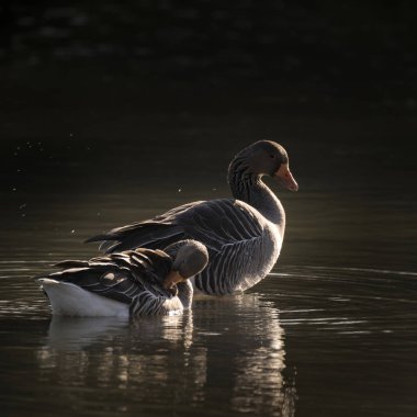 Boz kaz Anser Anser güneş oturan güzel Çift 