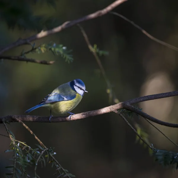 Bedövning porträtt av blåmes Cyanistes caeruleus Bird Sitting i — Stockfoto