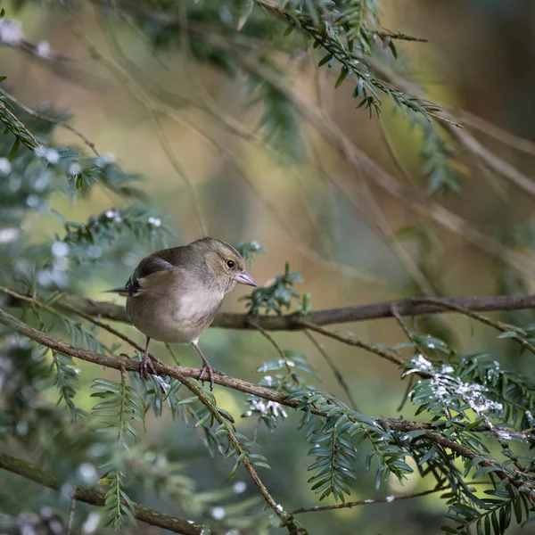 Retrato impressionante de fêmea Chaffinch Fringilla Coelebs na árvore — Fotografia de Stock