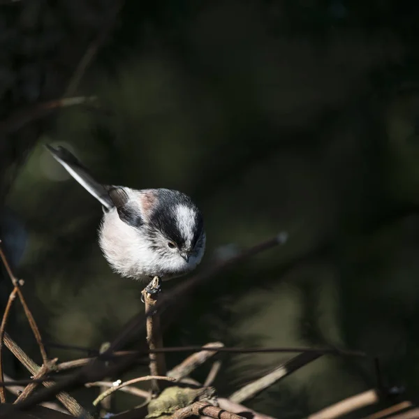 Splendido ritratto di Aegithalos Caudatus uccello dalla coda lunga in — Foto Stock