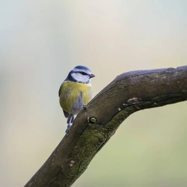 Splendido ritratto di Blue Tit Cyanistes Caeruleus uccello seduto i — Foto Stock