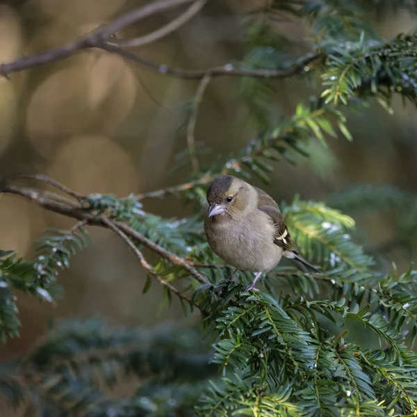 Superbe portrait de Chaffinch femelle Fringilla Coelebs dans l'arbre — Photo