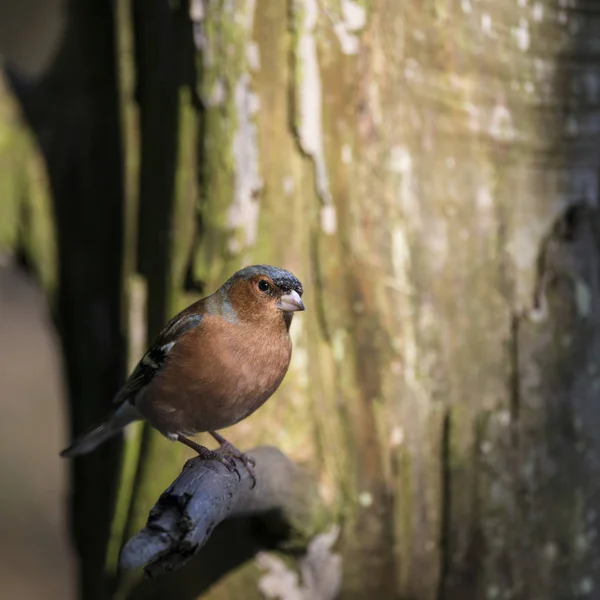 Lovely портрет чоловічий Chaffinch Fringilla Coelebs, сидячи в с — стокове фото