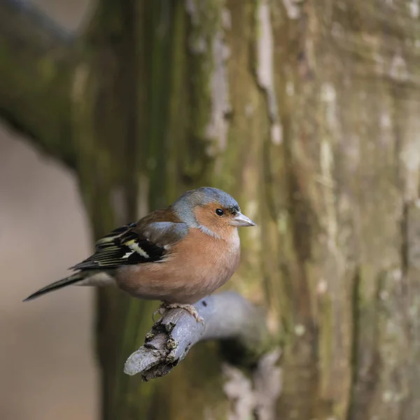 남자 Chaffinch Fringilla Coelebs s에 앉아의 아름 다운 초상화 — 스톡 사진