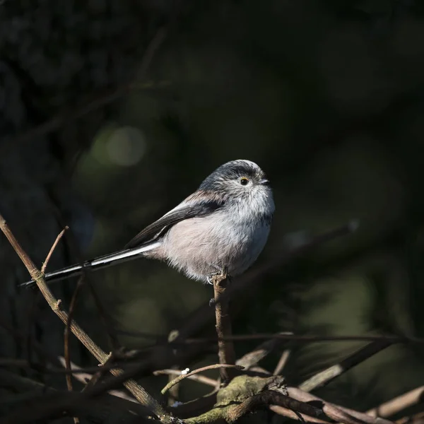 Splendido ritratto di Aegithalos Caudatus uccello dalla coda lunga in — Foto Stock