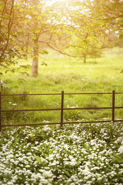 Hermoso y vibrante sol de primavera resplandece en el paisaje en inglés — Foto de Stock