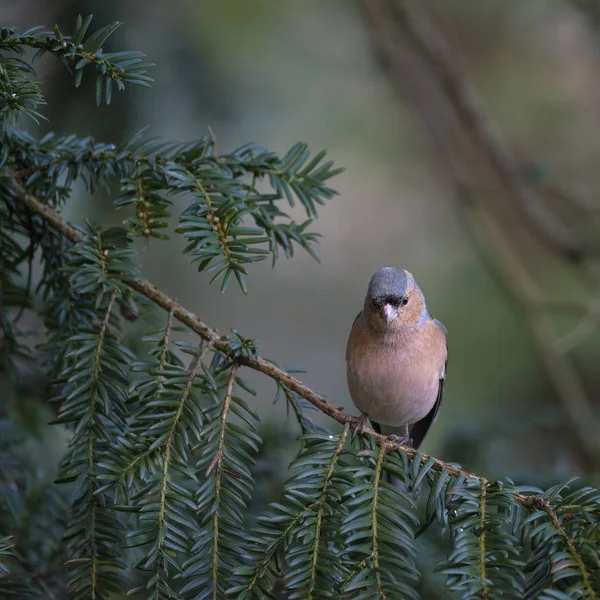 Lovely portrait of male Chaffinch Fringilla Coelebs sitting in s — Stock Photo, Image