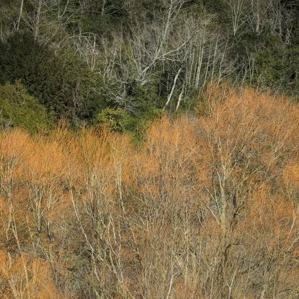 Orangen und grünen Kontrastbäumen in der intimen Landschaft der bildenden Kunst — Stockfoto