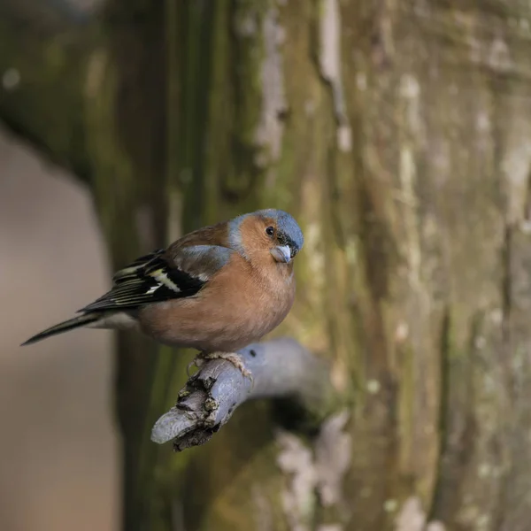 Retrato encantador do macho Chaffinch Fringilla Coelebs sentado em s — Fotografia de Stock