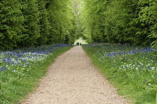 Turister på gångstig genom pulserande bluebell skog landskap w — Stockfoto