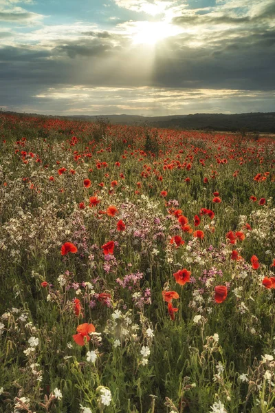 Indah lanskap lapangan poppy di musim panas matahari terbenam cahaya di Selatan — Stok Foto