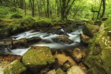 Golitha Falls SÜ Devon'da güzel canlı yemyeşil peyzaj