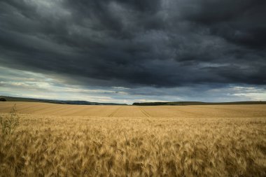 Kırsal manzara buğday alanında yaz günbatımı fırtınalı d ile