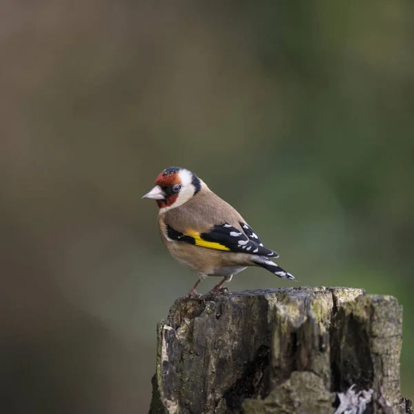 Su에 앉아 금화 Carduelis Carduelis의 아름 다운 초상화 — 스톡 사진