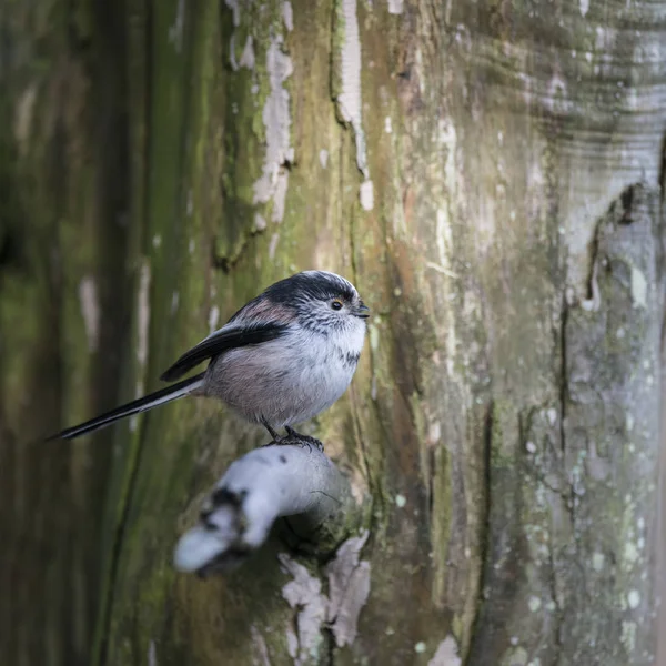 Splendido ritratto di Aegithalos Caudatus uccello dalla coda lunga in — Foto Stock