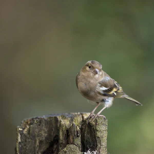 Superbe portrait de Chaffinch femelle Fringilla Coelebs dans l'arbre — Photo