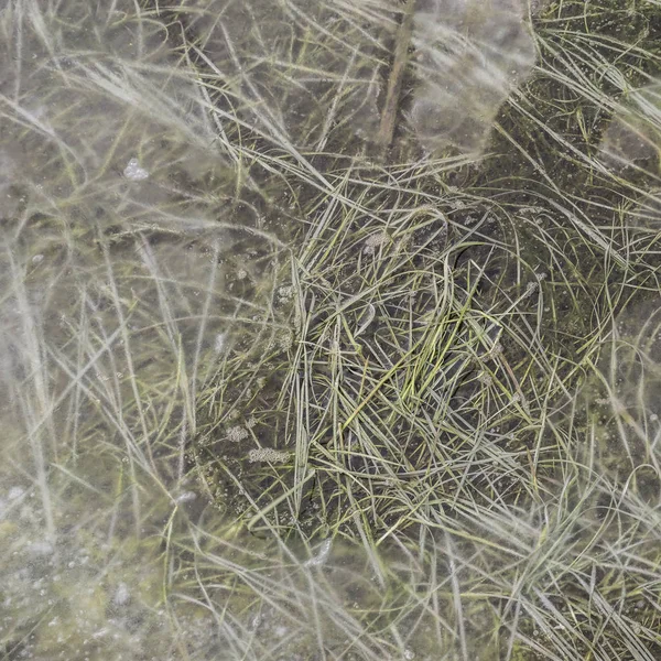 Intimate landscape image of grass frozen in flooded meadow — Stock Photo, Image