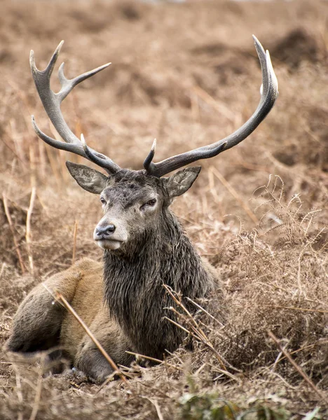 Red deer stag in Richmond Park landscape during the rutting seas — Stock Photo, Image