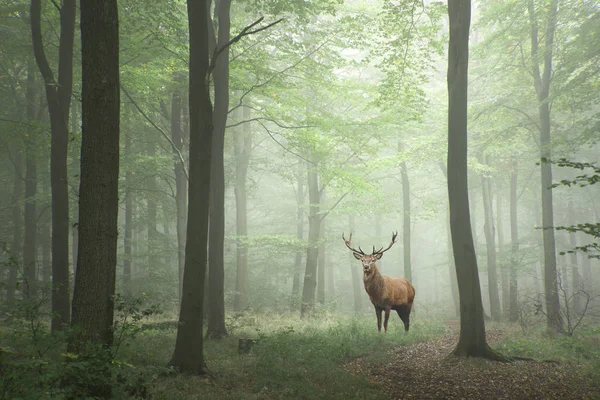 Red deer stag in Lush green fairytale growth concept foggy fores — Stock Photo, Image