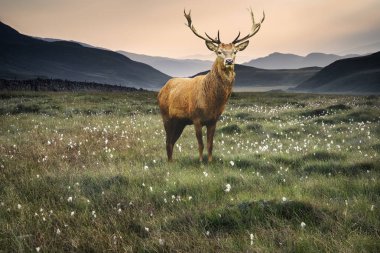 Manzaralı kırsal alanları puslu Snowdonia doğru boyunca 
