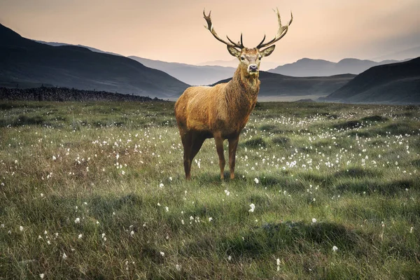 Landschapsmening langs platteland velden naar mistige Snowdonia — Stockfoto