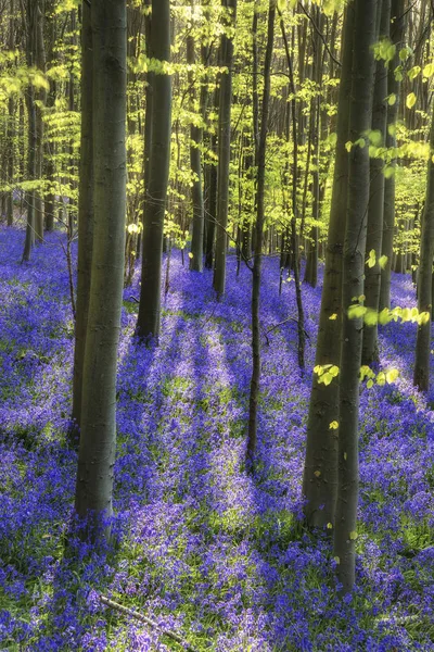 Güneş ışınları kayın ağaçları canlı bluebells peyzaj üzerinde bir — Stok fotoğraf