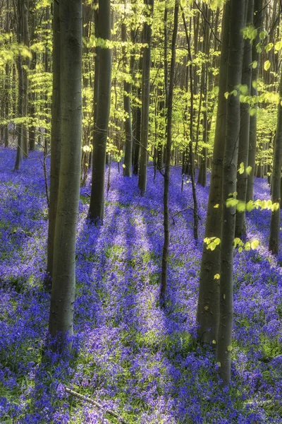 Zon stralen via beuken over levendige bluebells landschap een — Stockfoto