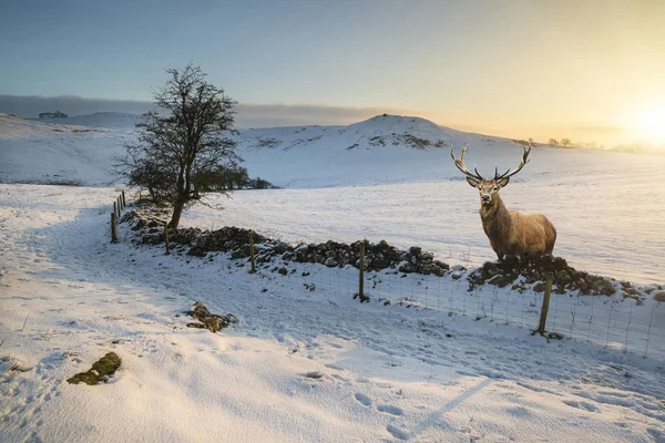 Kronhjort stag i vacker snö täckta vinterlandskap på sunr — Stockfoto