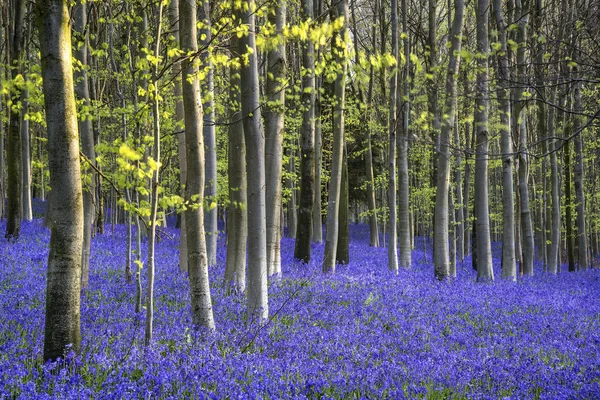 Färgglada pulserande Bluebell landskap i våren bokskog — Stockfoto