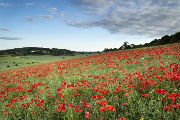 Stunning poppy field landscape at sunset on South Downs — Stock Photo, Image