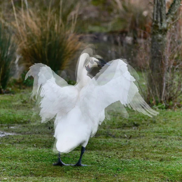 Imagen compuesta de varias imágenes que muestran un cisne aleteando es w — Foto de Stock