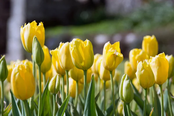 Beautiful vibrant yellow tulips in landscape country garden — Stock Photo, Image