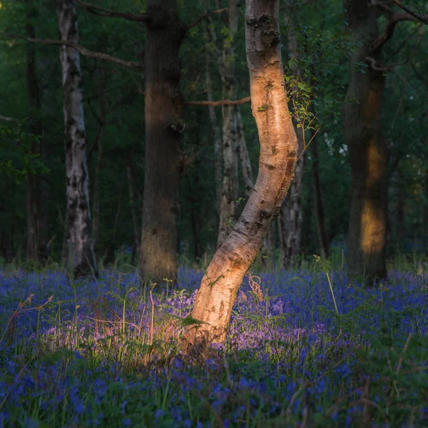 Stunning bluebell forest landscape image in soft sunlight in Spr — Stock Photo, Image