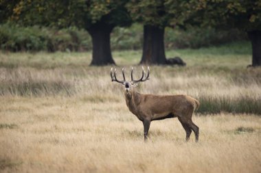 Sonbaharda kızıl geyik geyiği Cervus Elaphus 'un dikim portresi 