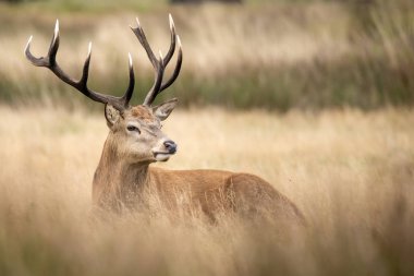 Sonbaharda kızıl geyik geyiği Cervus Elaphus 'un dikim portresi 