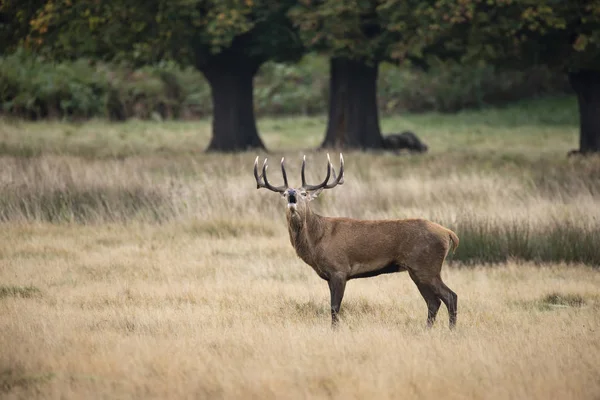 Sonbaharda kızıl geyik geyiği Cervus Elaphus 'un dikim portresi — Stok fotoğraf