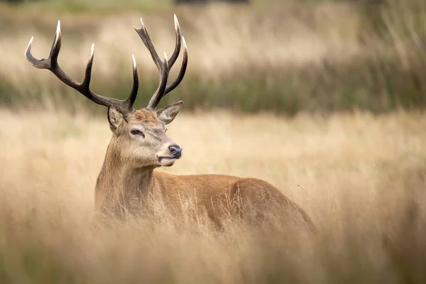 Portret jelenia czerwonego Cervus Elaphus jesienią jesienią — Zdjęcie stockowe