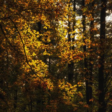 Göz kamaştırıcı Sonbahar Renkli, enerjik orman manzarası