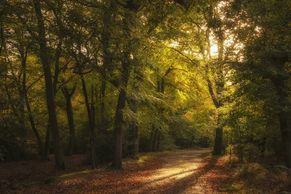 Stunning Autumn Fall colorful vibrant woodland landscape — Stock Photo, Image