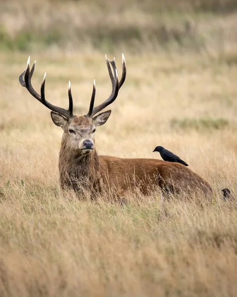 Sutning portrait of red deer stag Cervus Elaphus in Autumn Fall — Stock Photo, Image