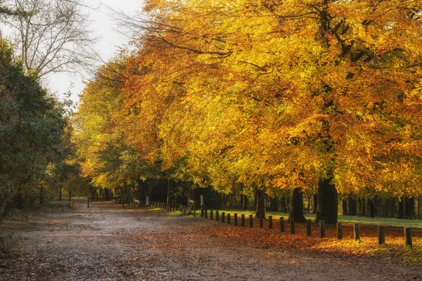 Prachtige herfst herfst herfst kleurrijke levendige bos landschap — Stockfoto