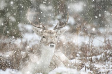 Ağır kar Kış manzara Fallow Deer güzel görüntü