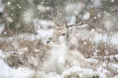 Ağır kar Kış manzara Fallow Deer güzel görüntü