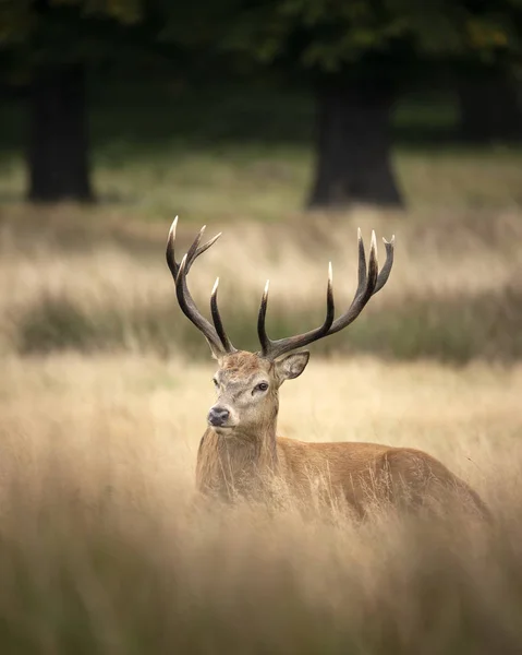 Sonbaharda kızıl geyik geyiği Cervus Elaphus 'un dikim portresi — Stok fotoğraf