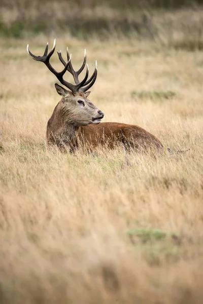 Sutning retrato de veado vermelho veado Cervus Elaphus no outono Outono — Fotografia de Stock